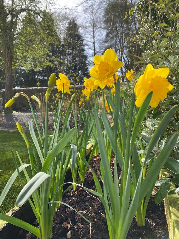 Daffodils